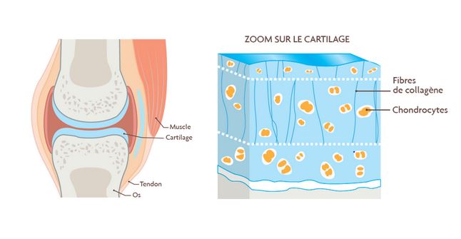 cms Collagene cartilage