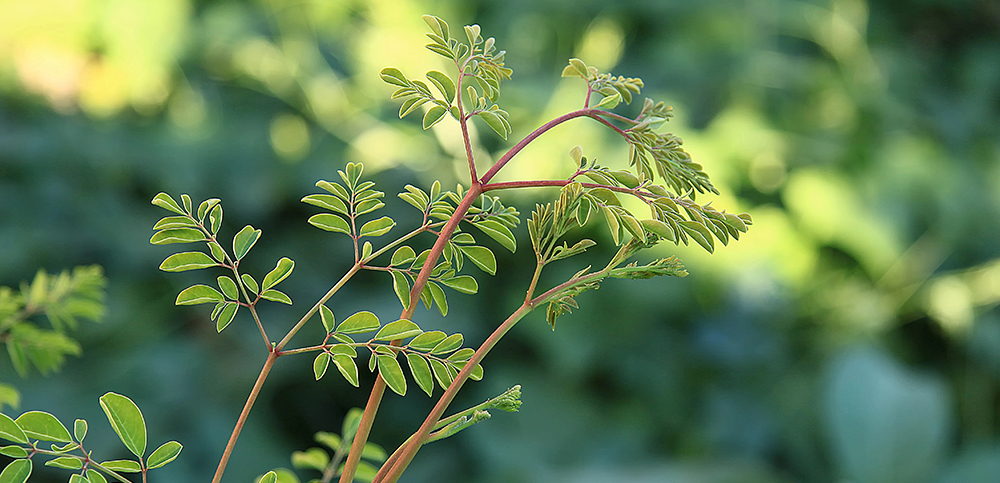 Arbore de moringa oleifera